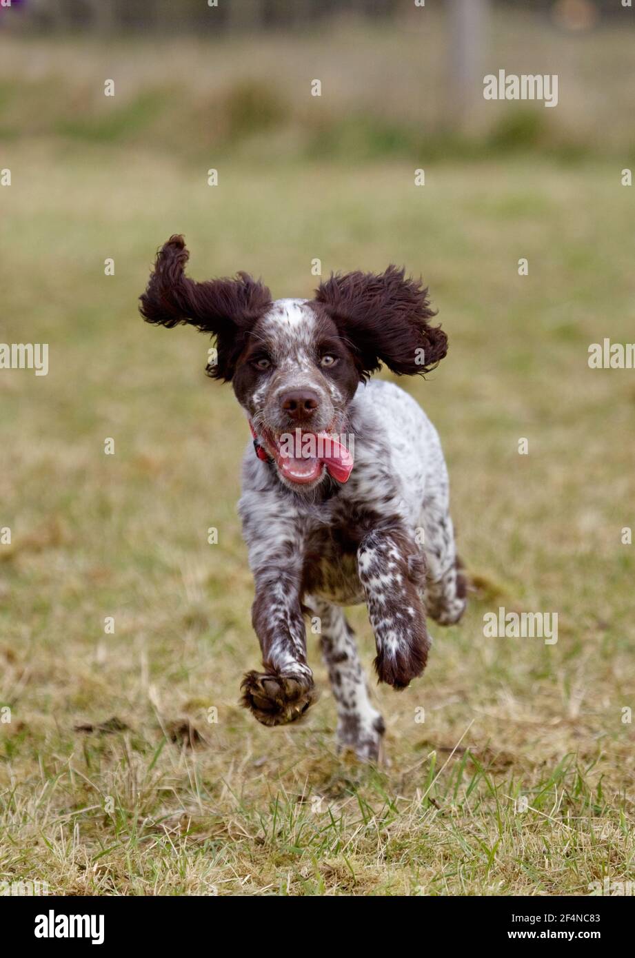 Cocker Spaniel Welpe läuft in Richtung Kamera Stockfoto