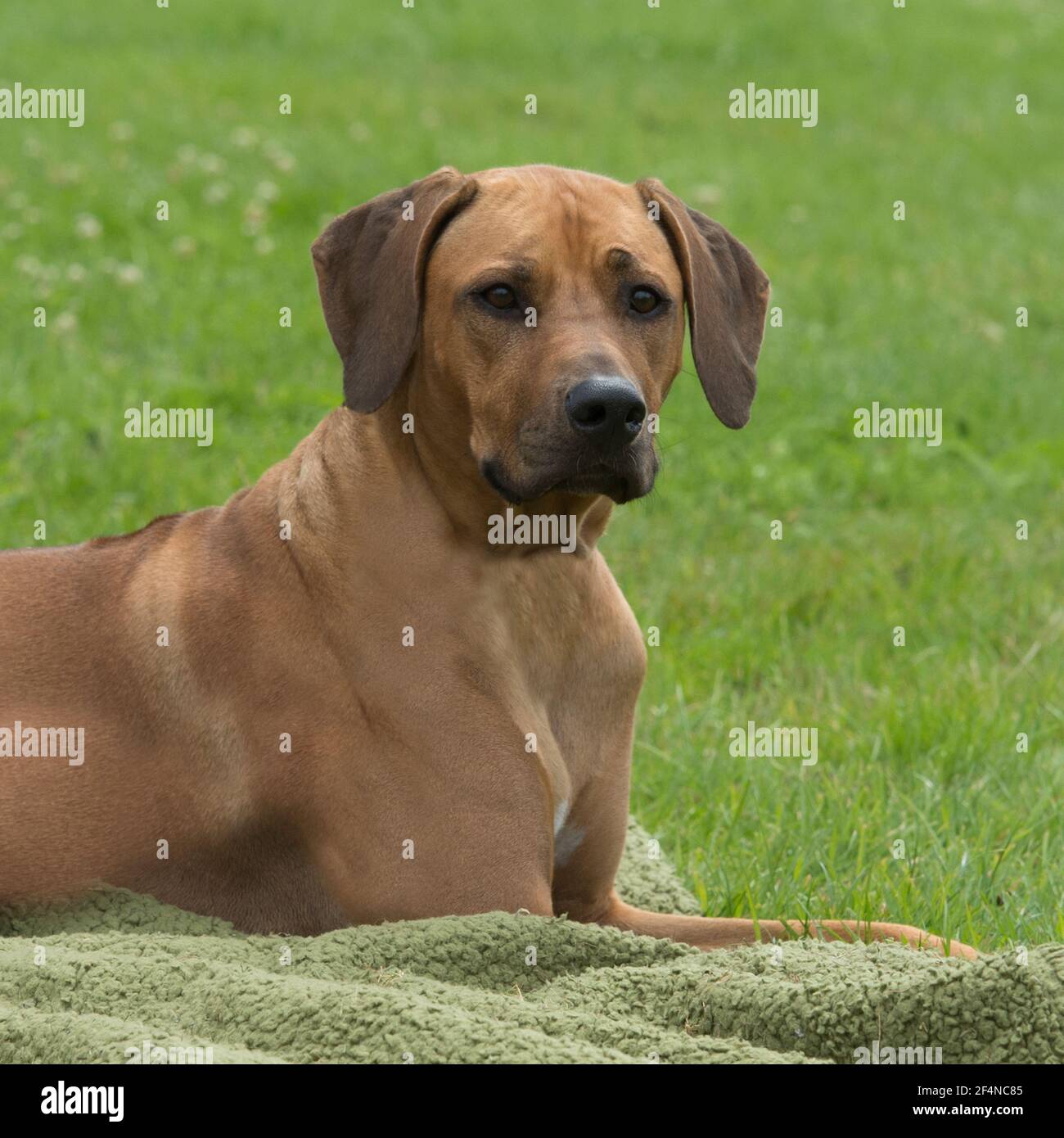 Rhodesian Ridgeback Hund Stockfoto