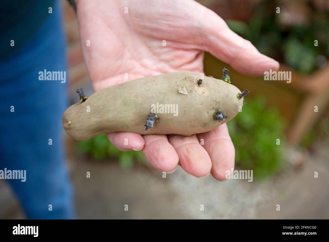 Ganze Ratte Potato Stockfoto