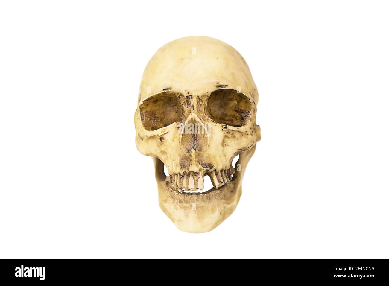 Ein Modell eines menschlichen Schädels auf weißem Hintergrund, isoliert. Kopfknochen, Augenhöhlen, Zähne - ein Konzept für Wissenschaft, Medizin, Halloween. Stockfoto