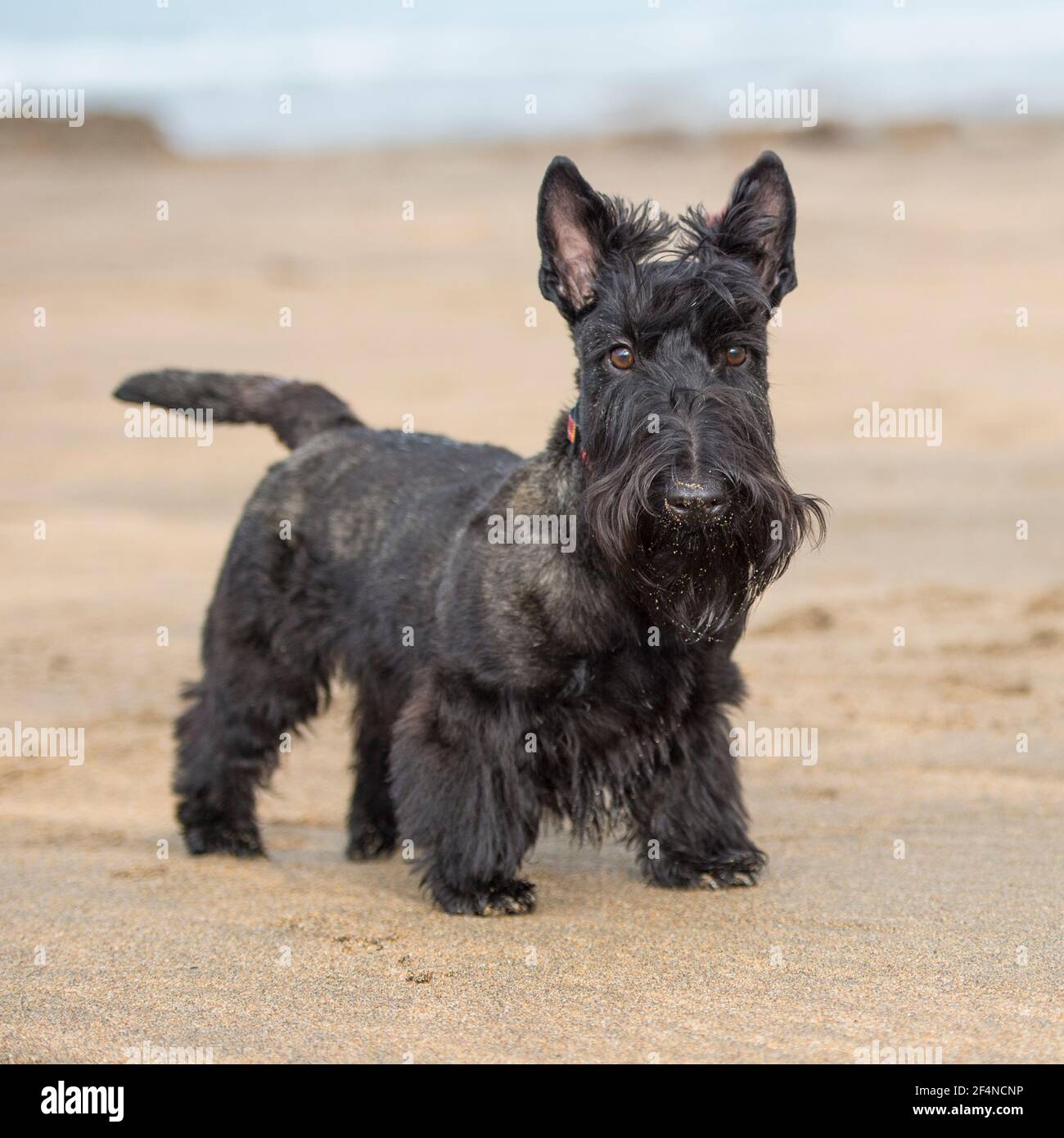 Scottish Terrier Hund Stockfoto