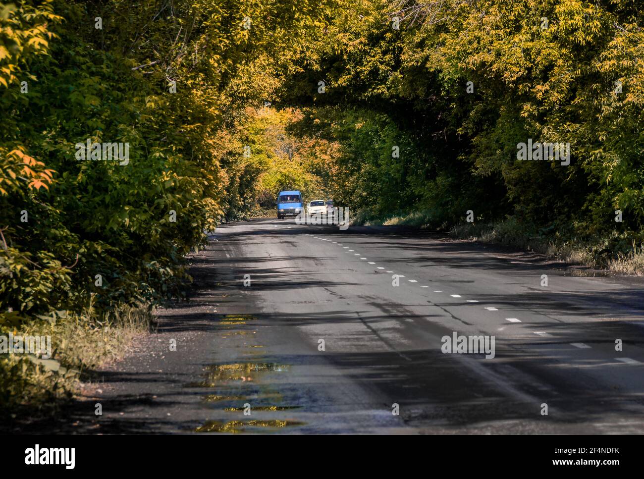 Zweige von Bäumen im Herbstwald bilden ein gelb-grün Tunnel über eine nasse Asphaltstraße, auf der Autos fahren Stockfoto