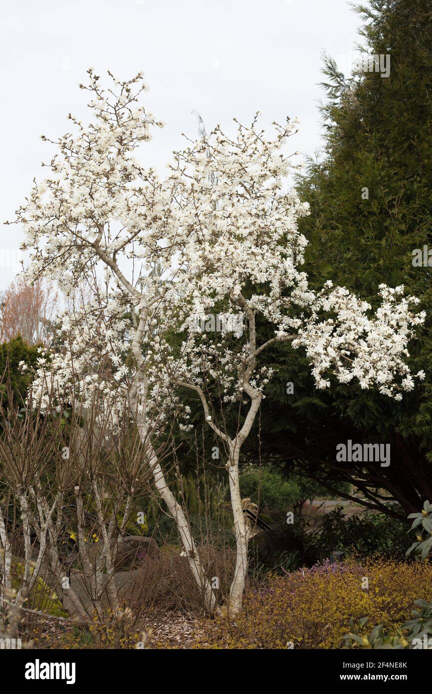 Ein weißer Magnolienbaum, der im Frühjahr in Silverton, Oregon, USA, blüht. Stockfoto