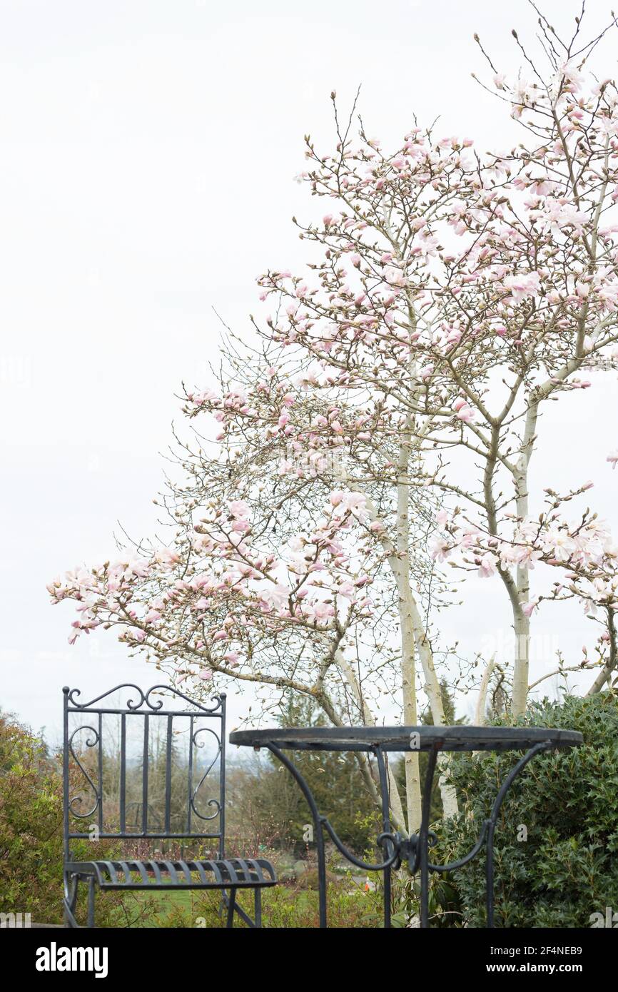 Ein eiserner Tisch und Stühle im Freien neben einem Magnolienbaum in einem Garten. Stockfoto