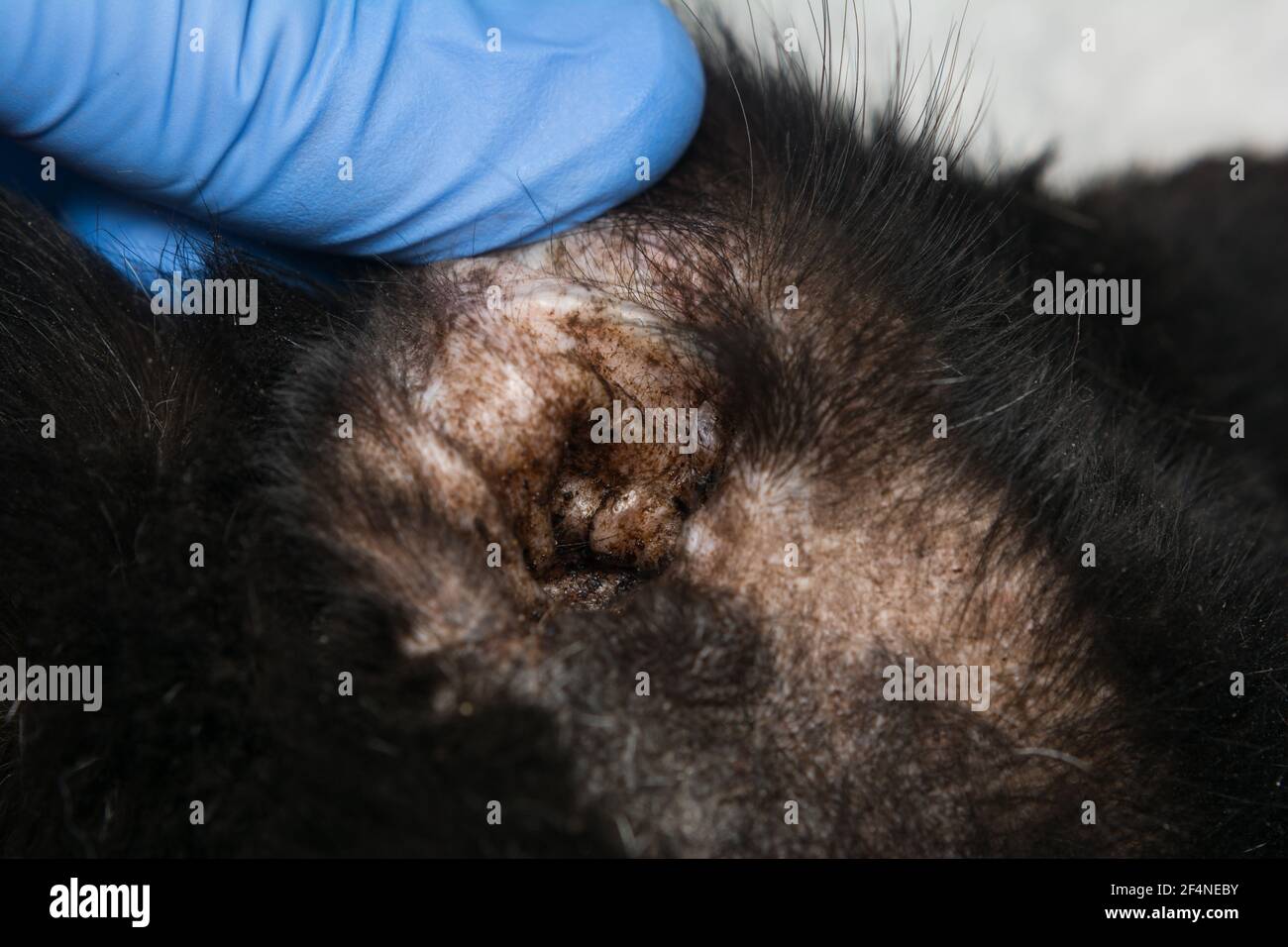 Nahaufnahme einer schwarzen Katze mit Otitis und Kratzen Dermatitis Stockfoto