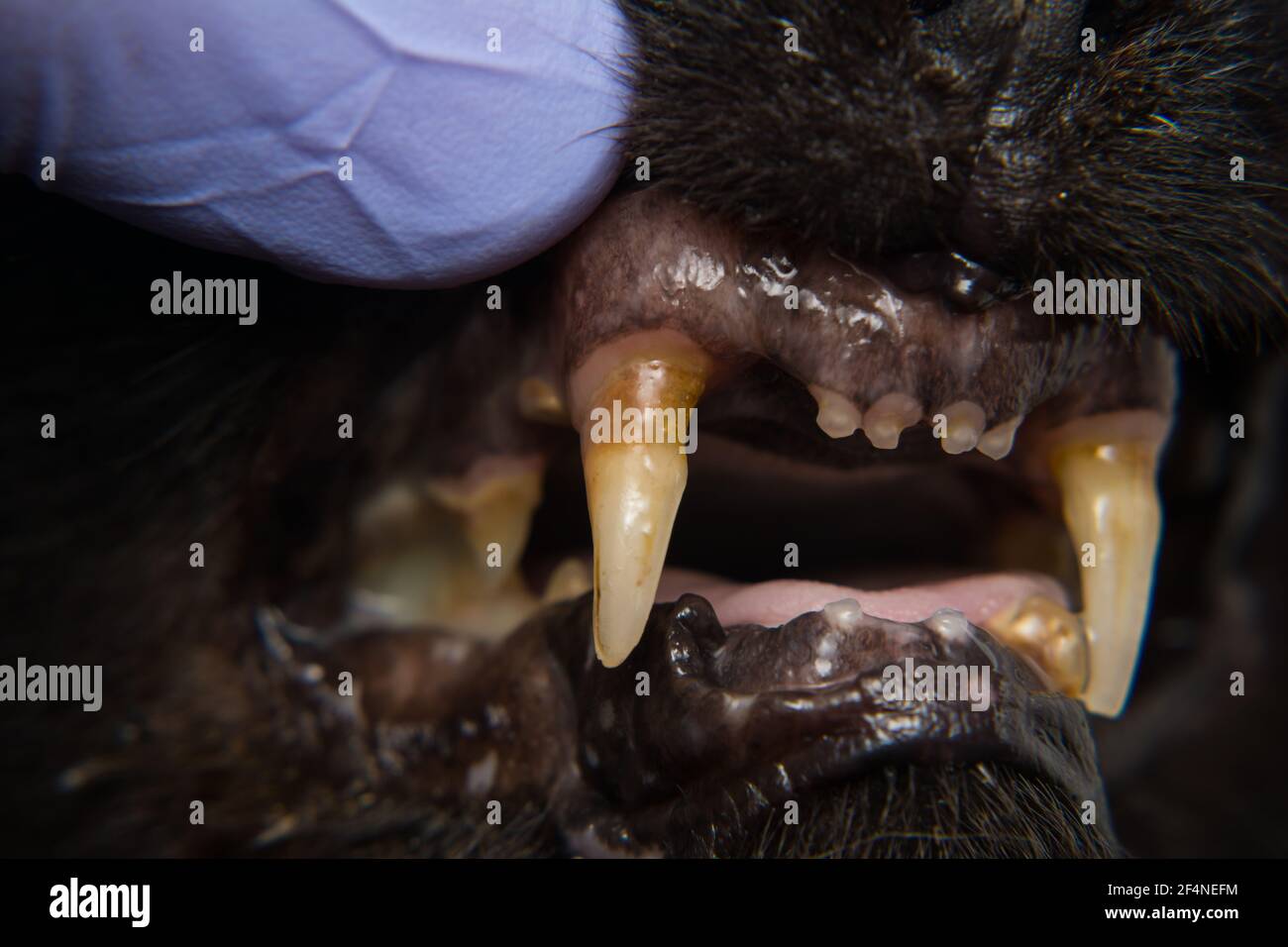 Katze die Zähne mit zahnfleischbluten Rückzug nach calicivirus Infektion Stockfoto