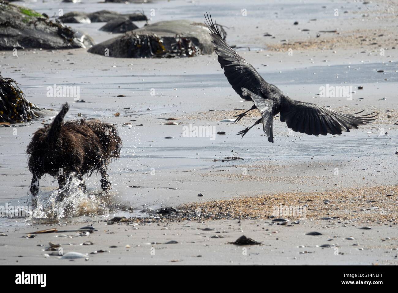 Edinburgh, Midlothian, Großbritannien. 19/3/2021 Albert, ein kleiner Rettungshund aus Zypern, liebt nichts Besseres, als Krähen am Portobello Strand zu jagen. Stockfoto