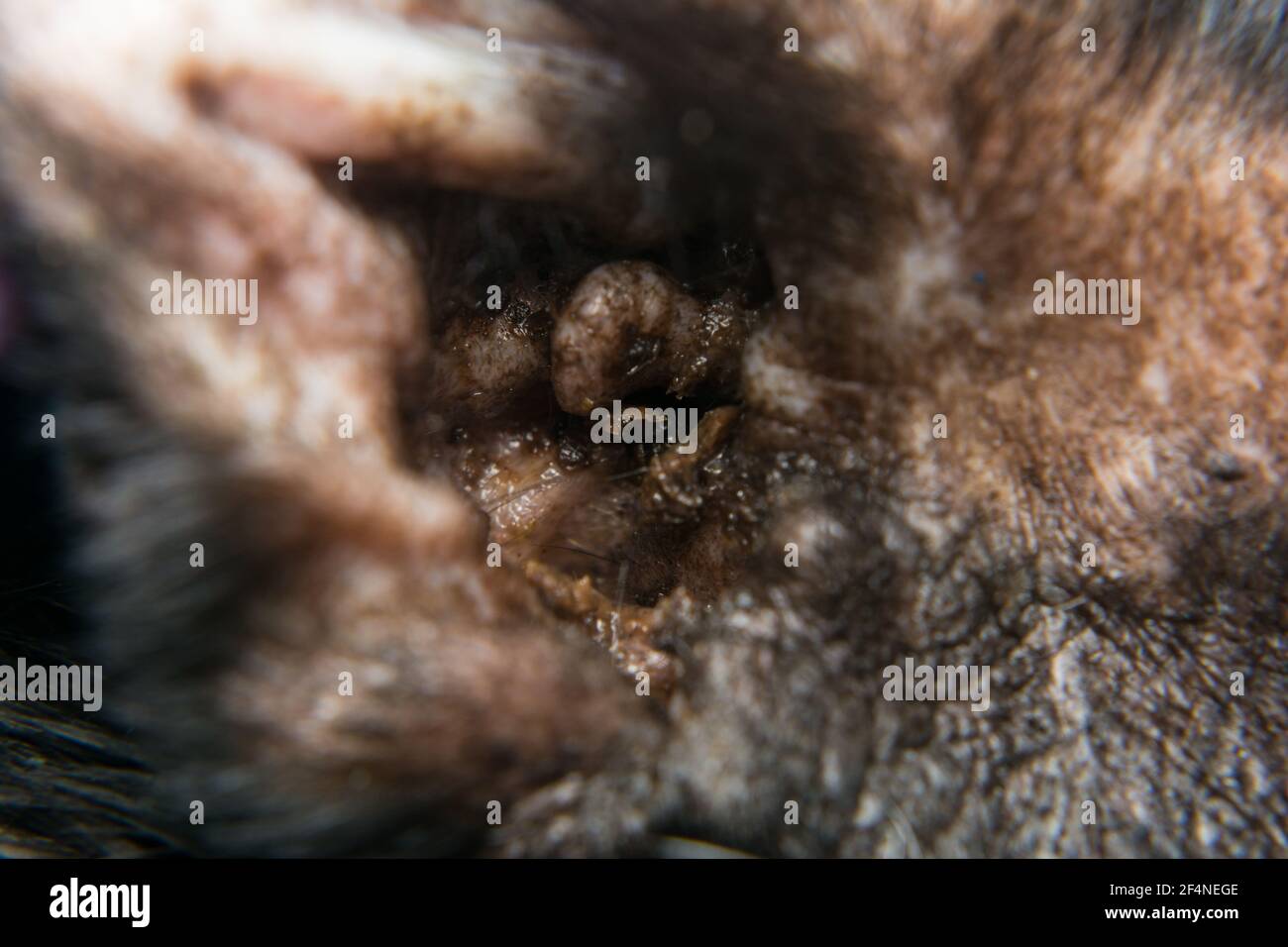 Nahaufnahme einer schwarzen Katze mit Otitis und Kratzen Dermatitis Stockfoto