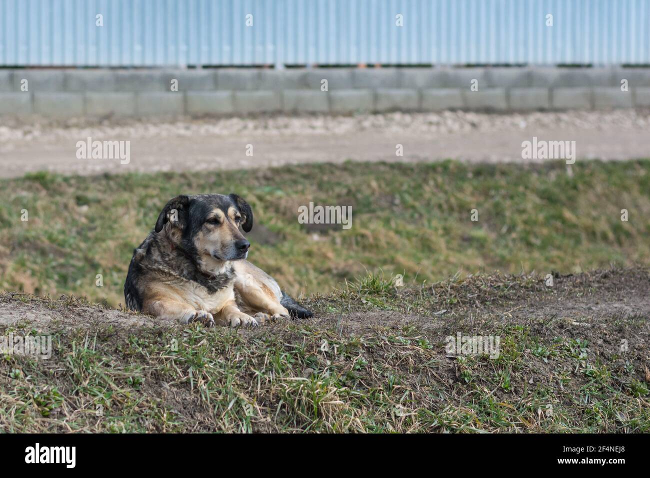 Streunender Hund obdachlos mit traurigen Augen Stockfoto