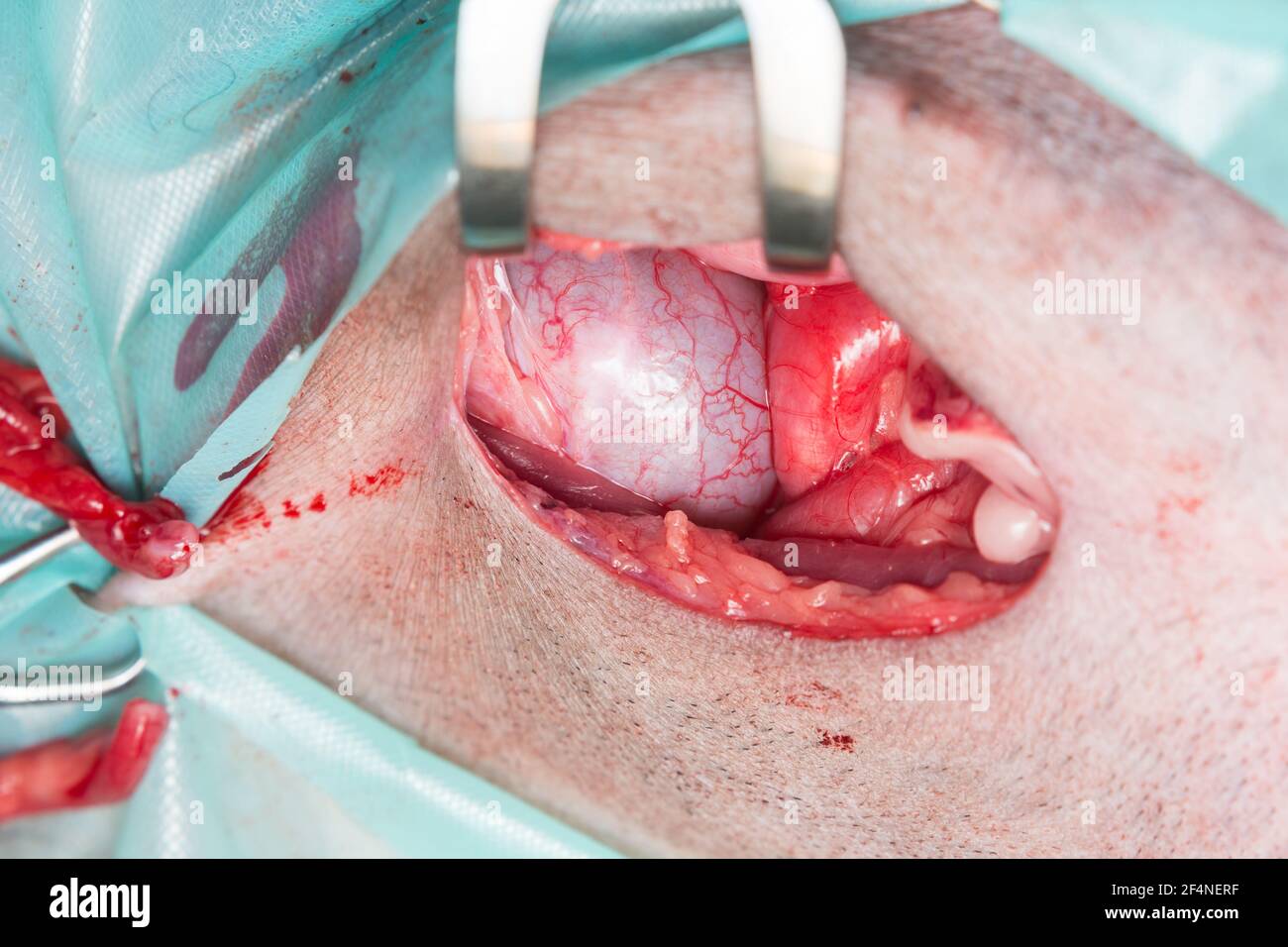 Harnblase in Katze Bauchchirurgie Stockfoto