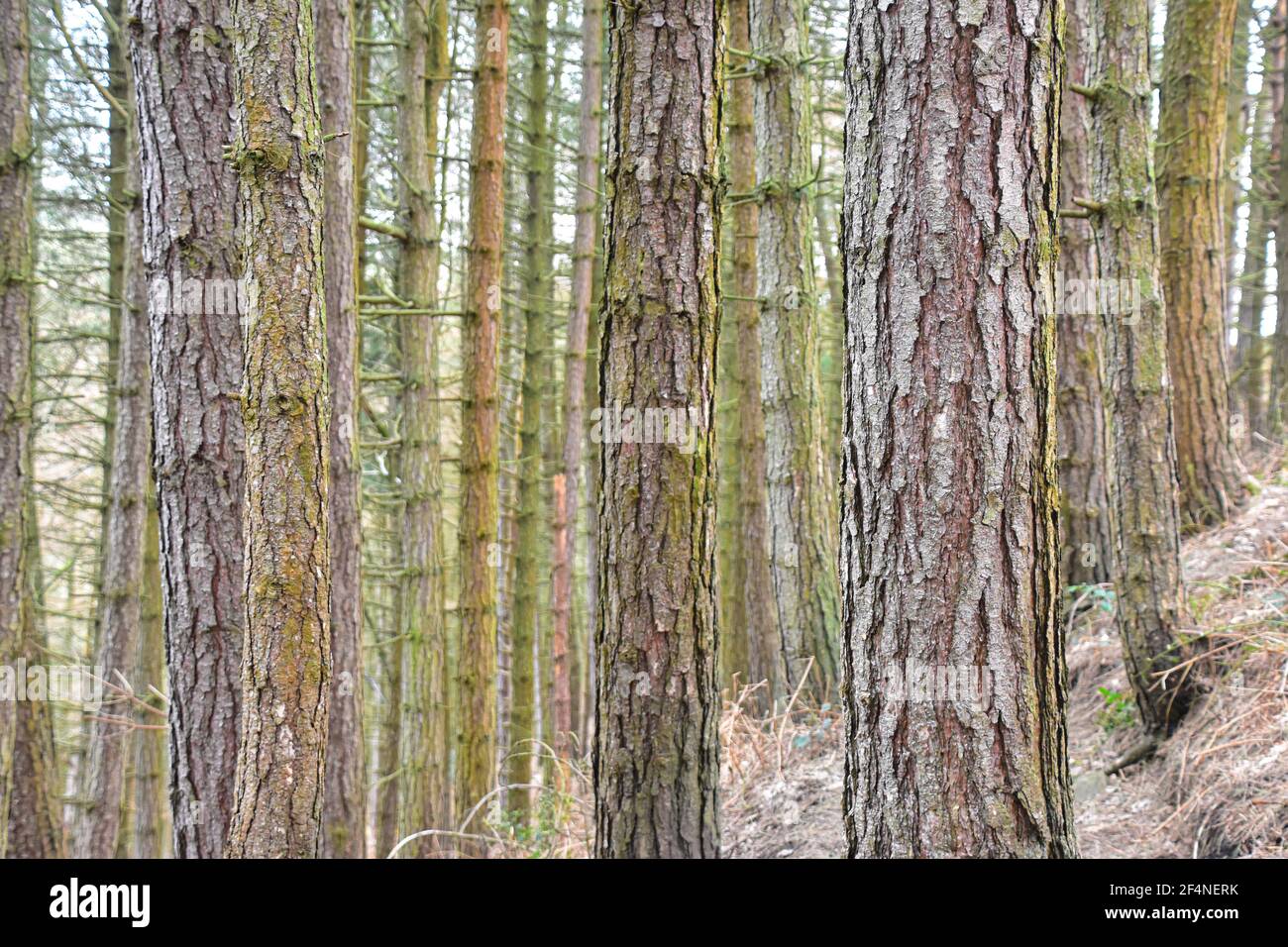 Pinien, Hardcastle Crags, National Trust, Hebden Bridge, West Yorkshire Stockfoto