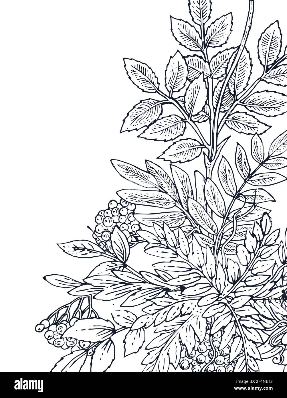 Zweige und Früchte der Bergasche. Hintergrunddarstellung. Handzeichnung Umriss. Blüte von Gartenpflanzen. Abstraktes Pflanzenbild. Vektor Stock Vektor