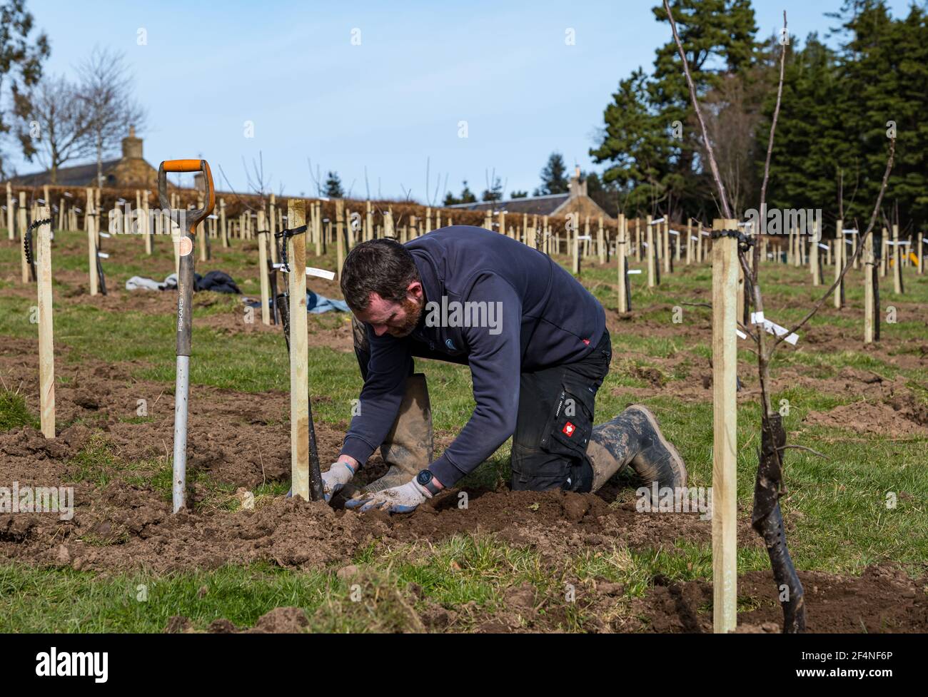 Mann, der im Freien Apfelbäume in Orchard, Kilduff Farm, East Lothian, Schottland, Großbritannien, pflanzt Stockfoto