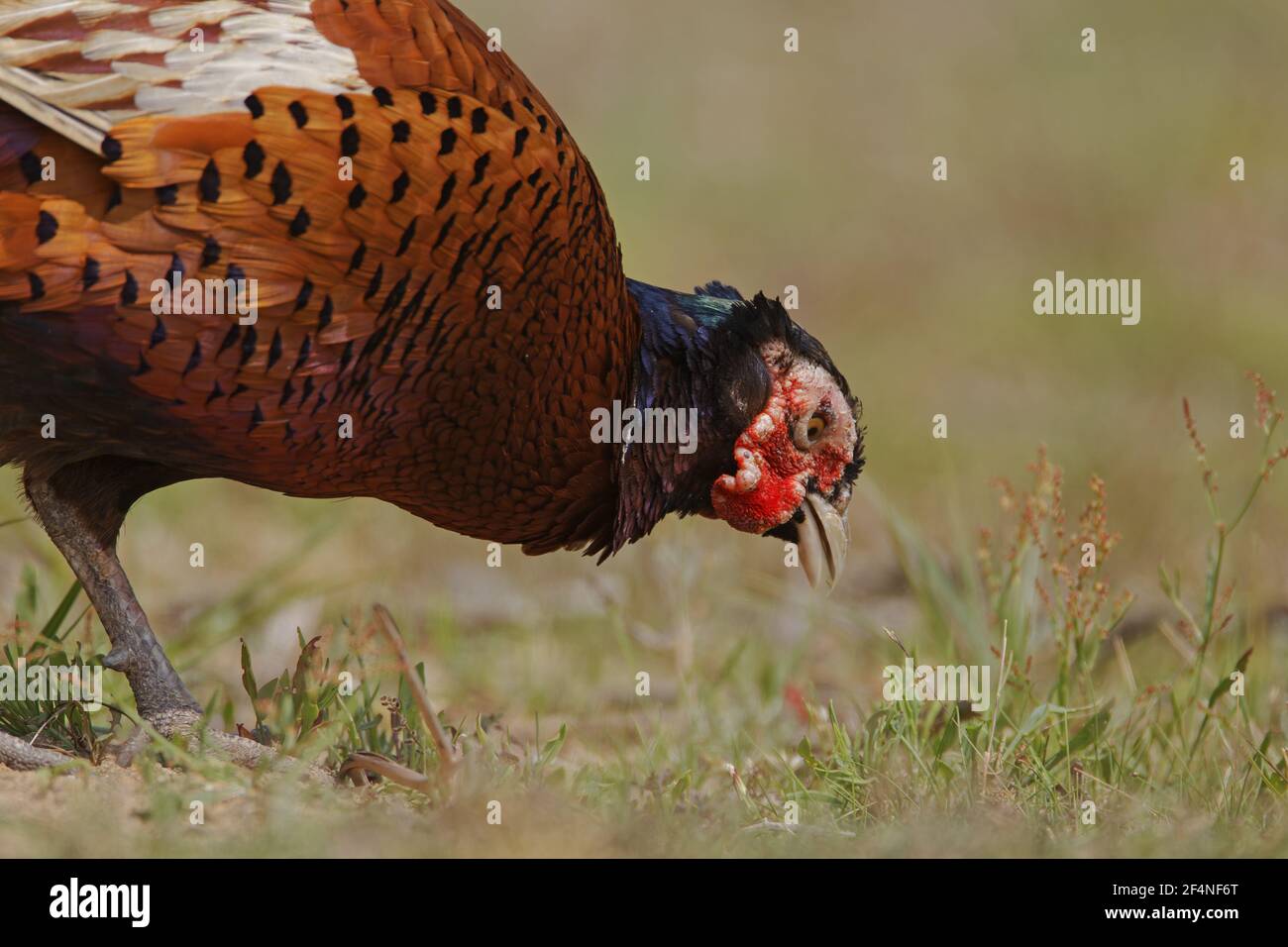Fasan - FutterPhasianus colchicus Minsmere RSPB Reserve Suffolk, UK BI024918 Stockfoto