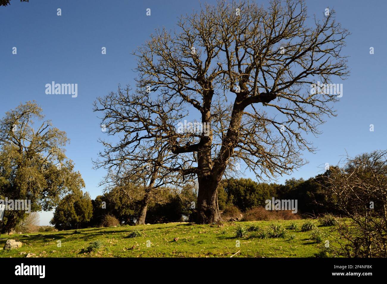 Blick auf den Wald von Monte Artu, Pfad der großen Bäume Stockfoto