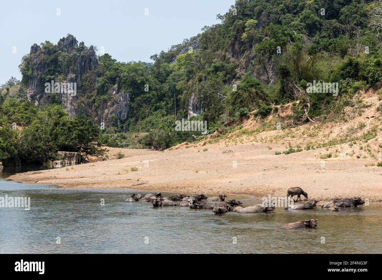 Herde, die im Fluss, Nong Ping, Laos, zusammenlaufen Stockfoto