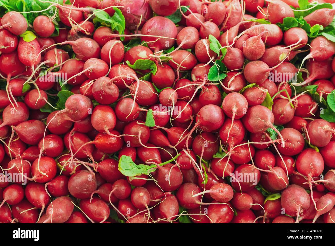 Stapel frischer roter Radieschen zum Verkauf auf dem Bauernmarkt Stockfoto