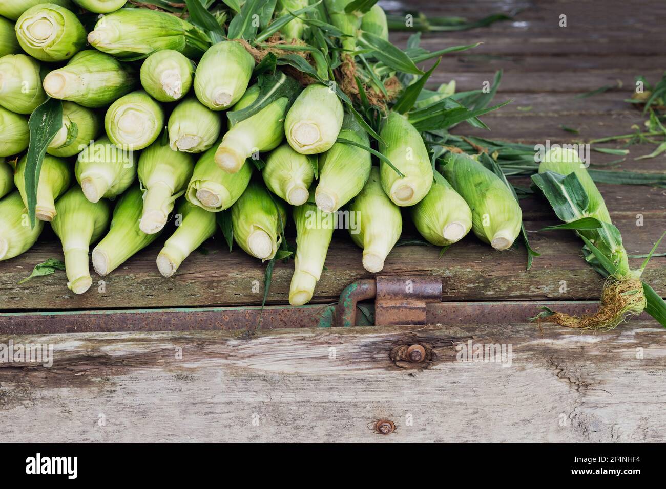 Stapel frischer Maisohren zum Verkauf bei Farmer's Markt Stockfoto