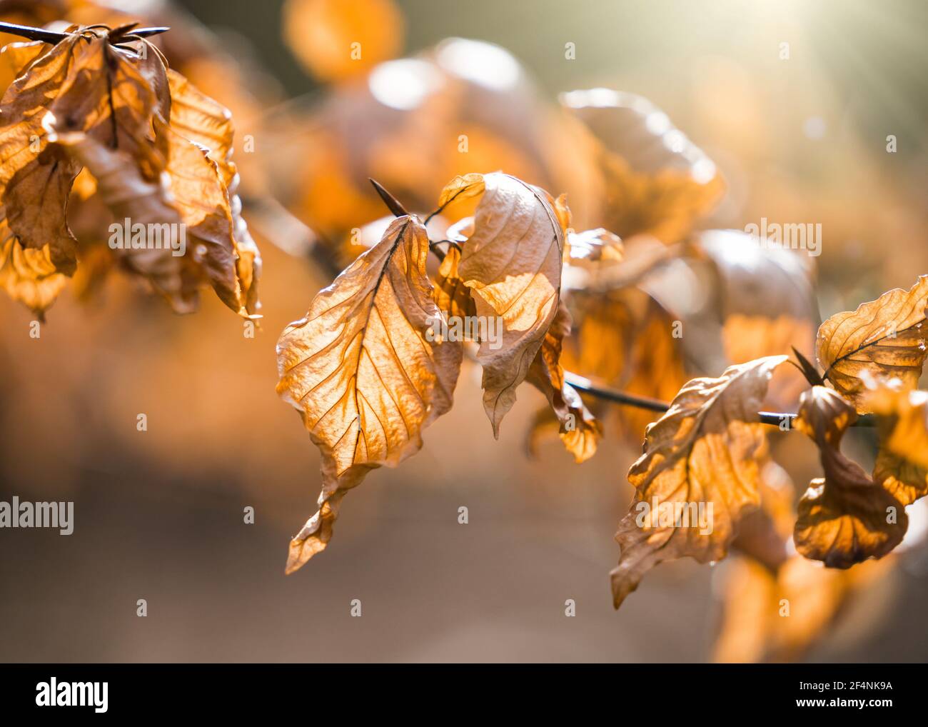 Schöne Herbstsaison orange gelbe Blätter mit goldenem Sonnenlicht glänzend Durch Adern schaffen atemberaubende saisonale Herbstfarben im Wald Winter Stockfoto