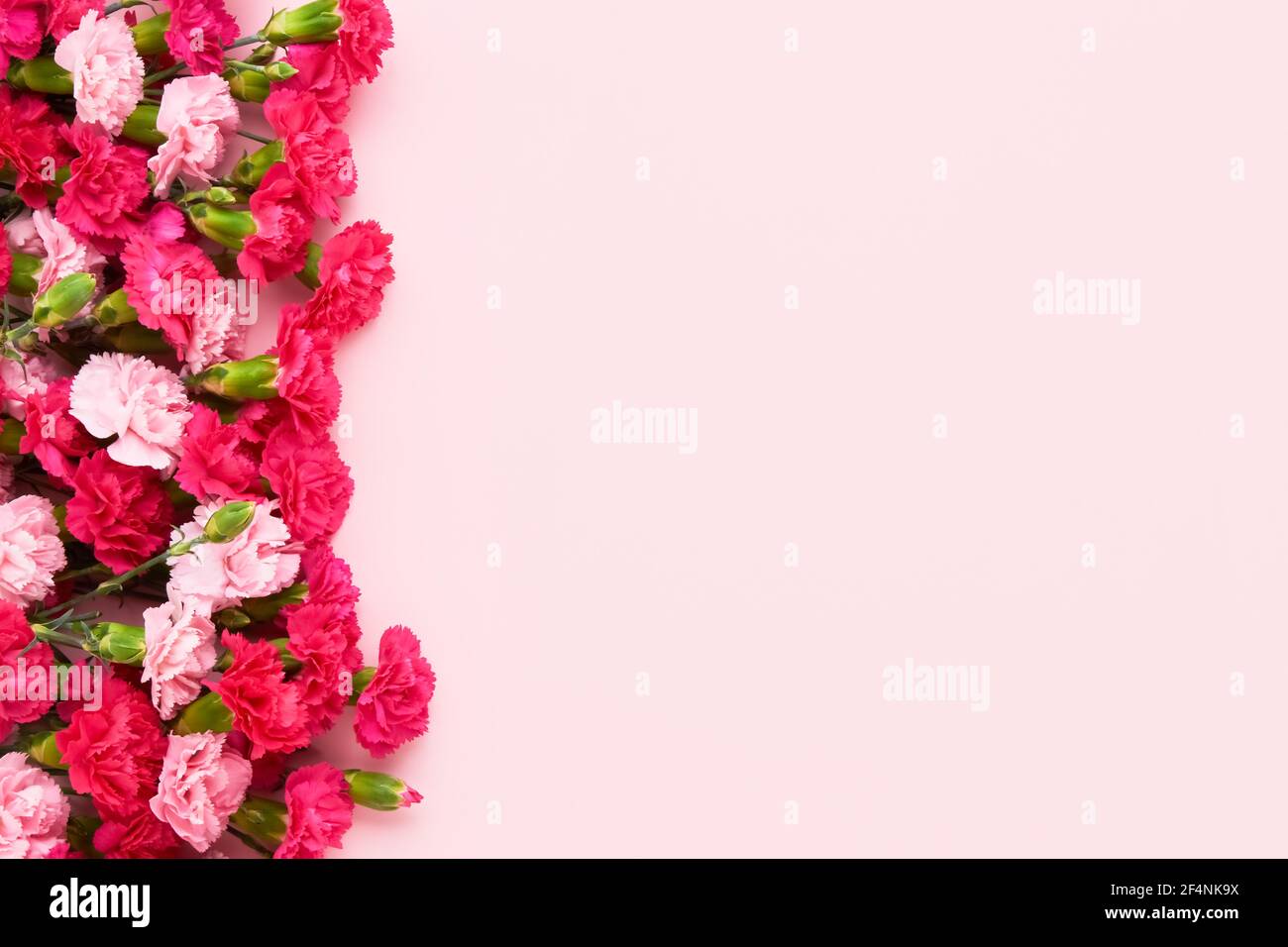 Bouquet von rosa Nelkenblumen auf einem rosa Hintergrund. Muttertag, Valentinstag, Geburtstagsfeier Konzept. Platz für Text kopieren, Draufsicht Stockfoto