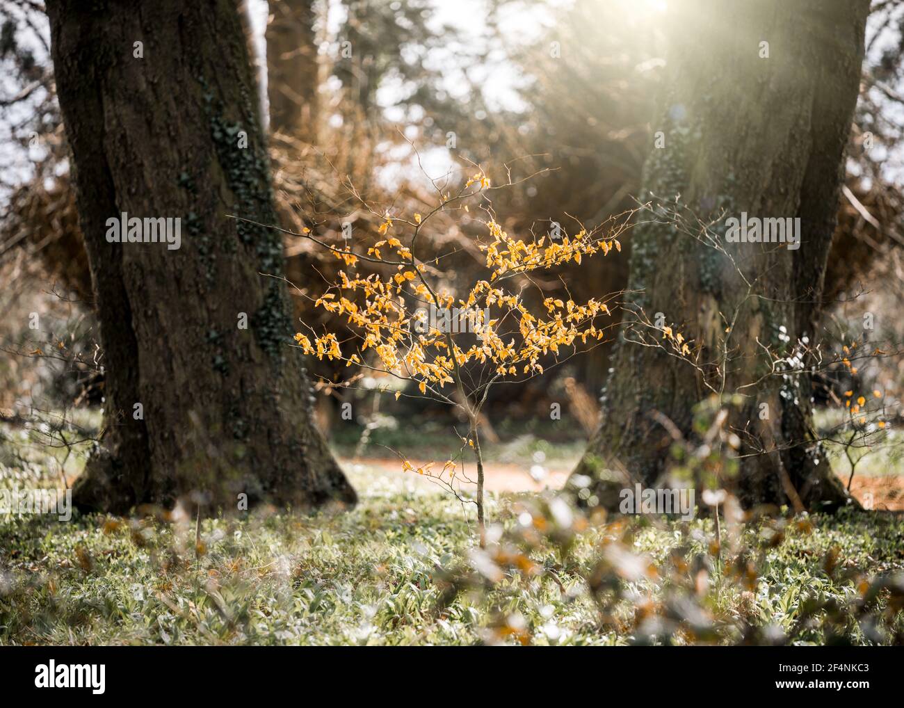 Einzelner einfarbiger Baum mit schönen Herbstsaison orange gelben Blättern Mit goldenem Sonnenlicht, das durch Bäume und Wälder scheint, schafft es atemberaubende Saisonal Stockfoto