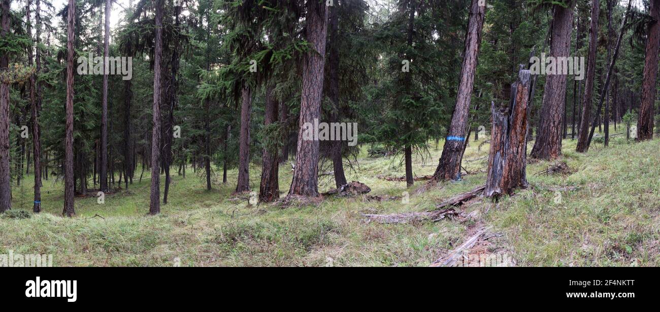 Altes Wachstum westlichen Lärchenwald vorgeschlagen für die Holzfällung in der Black RAM-Projekt. Kootenai National Forest, Yaak Valley, MT. (Foto von Randy Beacham) Stockfoto