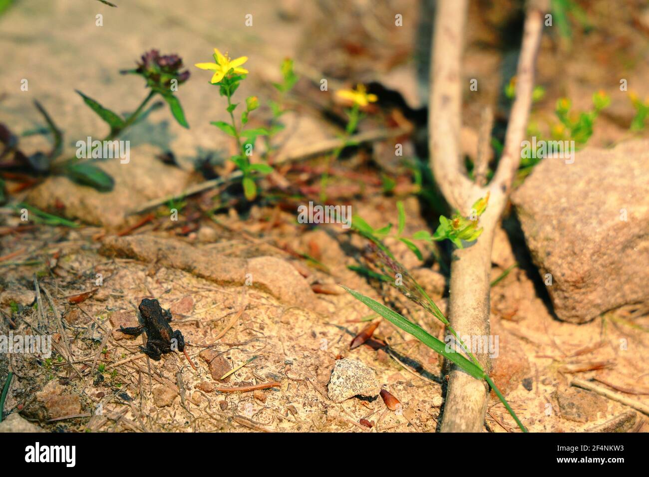 Baby-Frosch Stockfoto