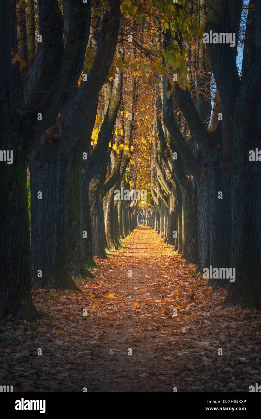 Lucca, Herbstlaub in einem von Bäumen gesäumten Gehweg in einem nebligen Morgen. Toskana, Italien. Stockfoto