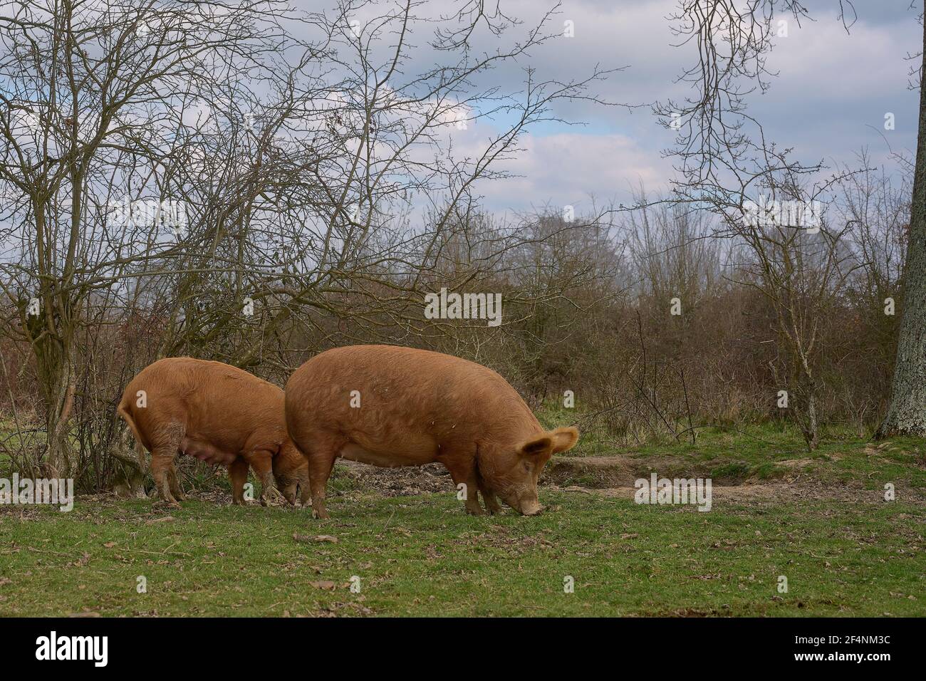 Tamworth Pigs auf dem Knepp Rewilding Estate Stockfoto