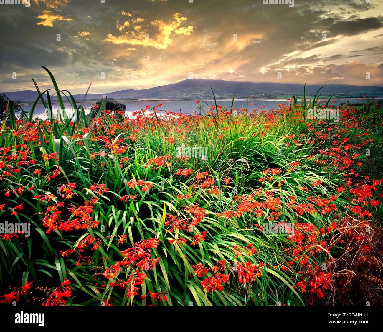 IE - CO. KERRY: Montbretia blüht auf der Insel Valencia am Cromwell Point Stockfoto
