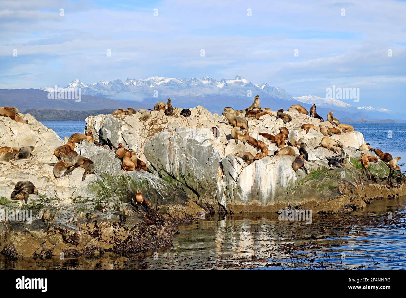 Große Gruppe von Seelöwen auf der Felseninsel La Isla de Los Lobos im Beagle-Kanal, Ushuaia, Patagonien, Argentinien Stockfoto