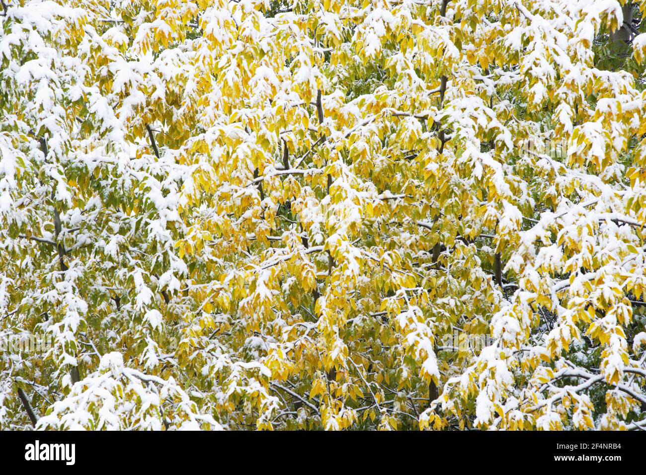 Zitternder Aspen im Herbst (Herbst) und früher SchneefallPopulus tremuloides Grand Tetons National Park Wyoming. USA LA006686 Stockfoto