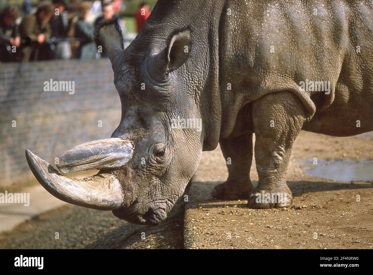 Ein schwarzes Nashorn (Diceros bicornis) im Londoner Zoo, Regents Park, Greater London, City of Westminster, England, Vereinigtes Königreich Stockfoto