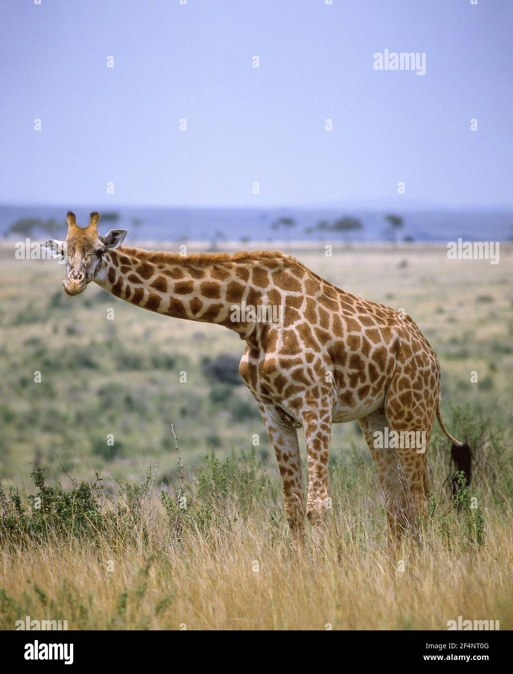 Giraffe stehend in Narok County Grasland, Masai Mara National Reserve, Kenia Stockfoto