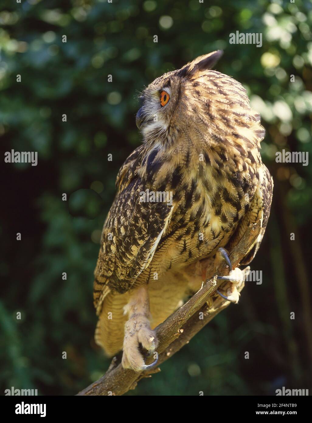Indische Adler-Eule (Otus bengalensis) ruhend, Hampshire, England, Vereinigtes Königreich Stockfoto