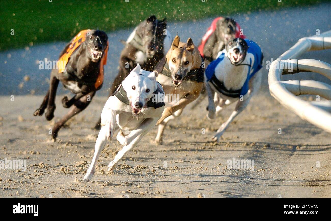 GREYHOUND-RENNEN IN HOVE DIE 1ST KURVE DER 2ND RENNHUNDE HIER GEHEN ZWISCHEN 38 UND 49 MPH. 16/11/2005 BILD DAVID ASHDOWNIKON D2 BEWERTET BEI 200asa MIT EINEM 300mm OBJEKTIV 1600sec bei F3,2 GREYHOUND RACING Stockfoto