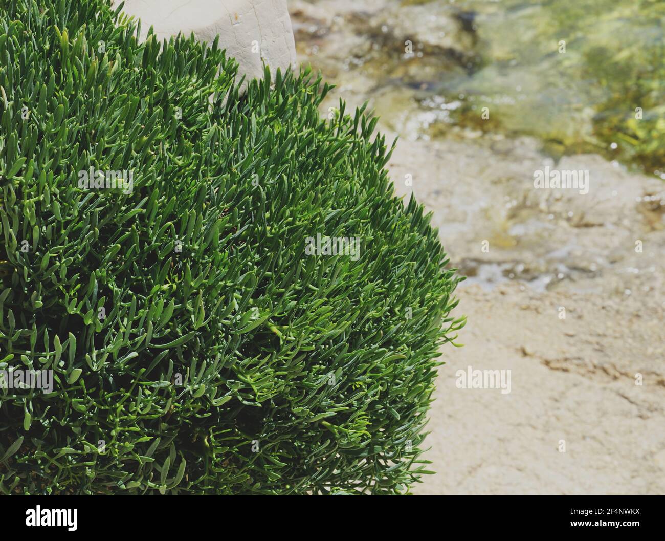 Motar, Crithmum maritimum, Felssamphire oder Seefennel, essbare und leckere grüne mediterrane Pflanze Stockfoto
