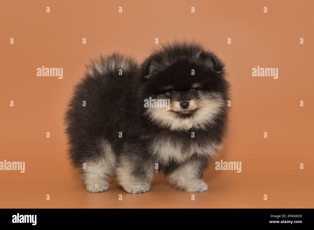 Kleiner pommerscher Welpe auf braunem Hintergrund Stockfoto