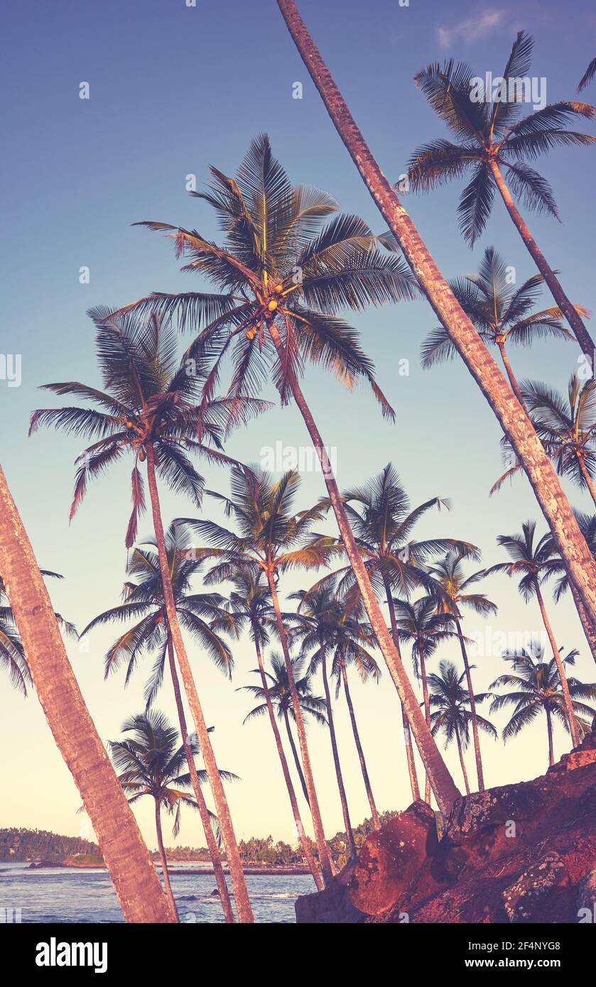 Kokospalmen an der Küste Sri Lankas, farbiges Bild. Stockfoto