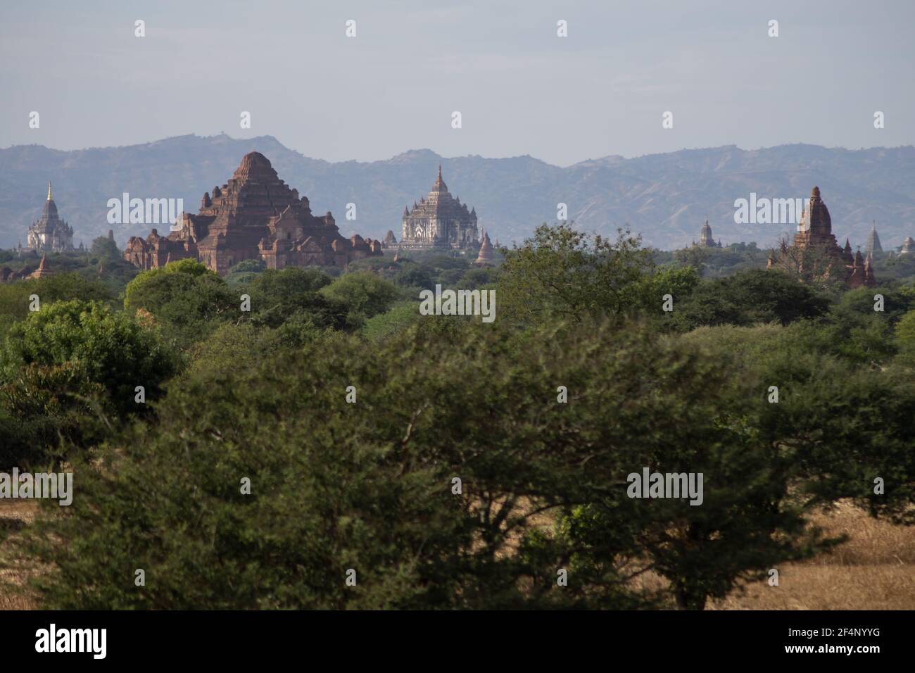 BAGAN, NYAUNG-U, MYANMAR - 3. JANUAR 2020: Die Spitze der alten und historischen Tempel, die in der Ferne über der Baumvegetation ihren Höhepunkt erreichen Stockfoto