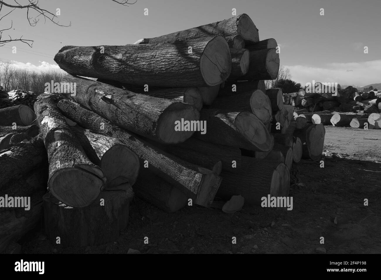 Schwarze und weiße Holzstämme Stockfoto