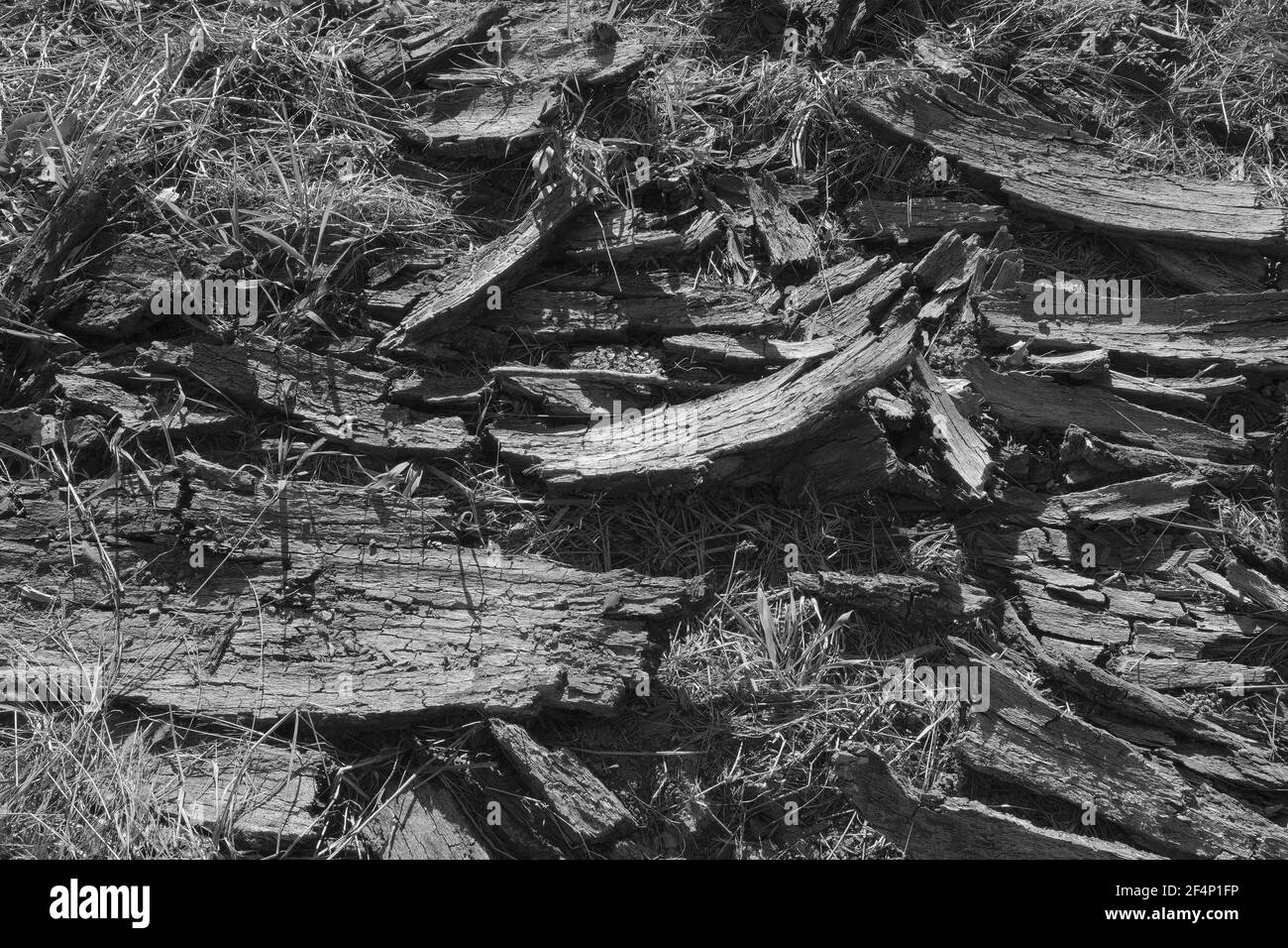 Schwarze und weiße Holzhackschnitzel Stockfoto