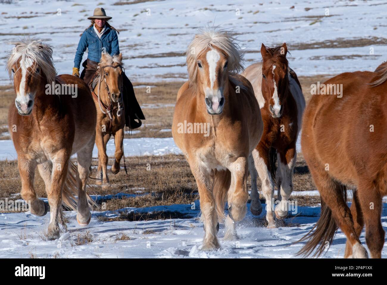 USA, Colorado, Westcliffe, Music Meadows Ranch. Weibliche Ranch Hand bewegende Herde von Pferden. Modell Freigegeben. Stockfoto
