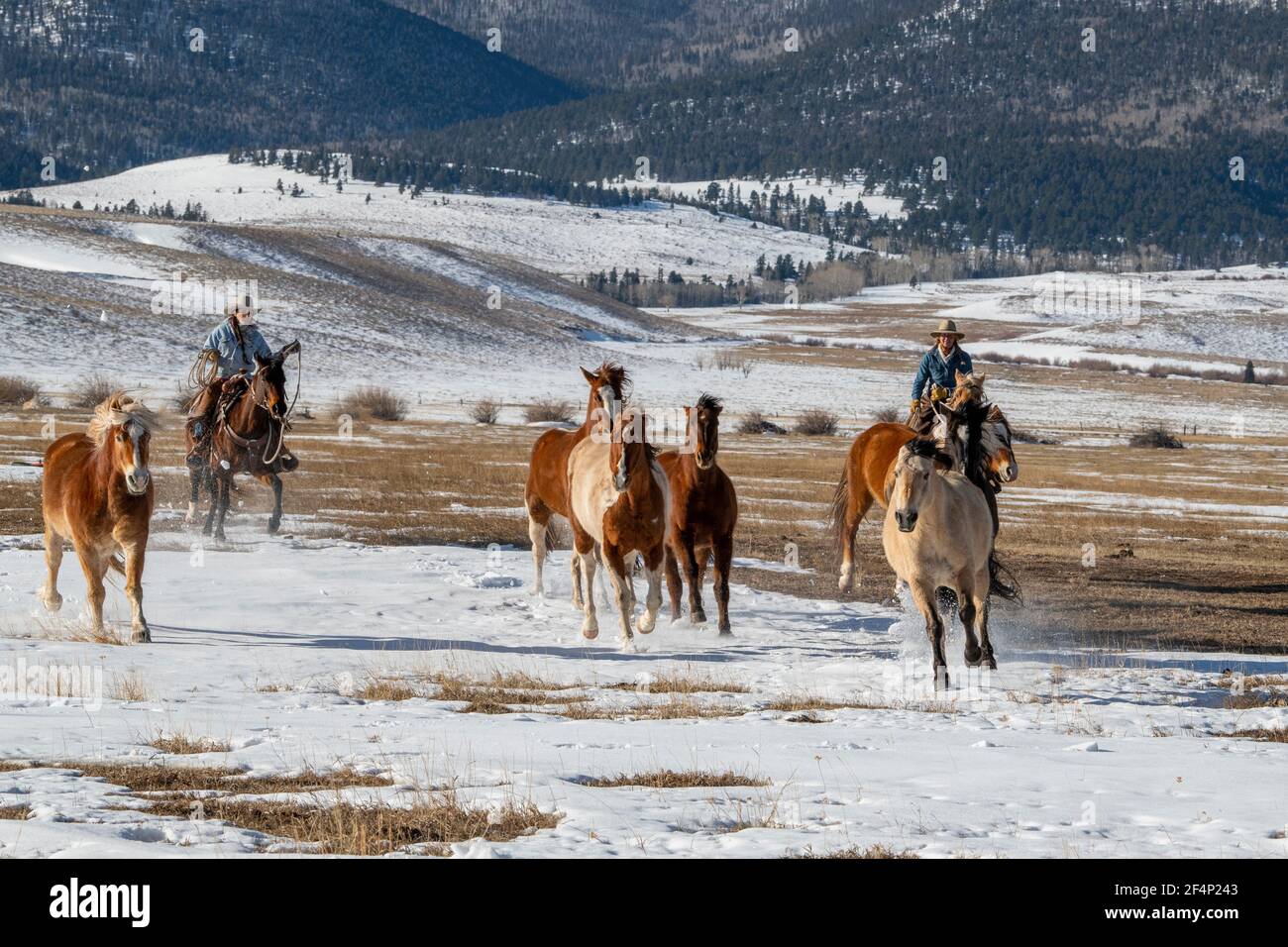 USA, Colorado, Westcliffe, Music Meadows Ranch. Weibliche Ranch Hände bewegen Herde von Pferden. Modell Freigegeben. Stockfoto