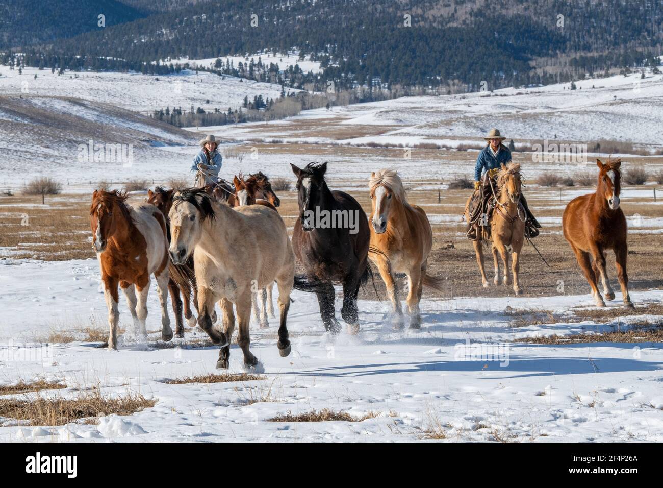 USA, Colorado, Westcliffe, Music Meadows Ranch. Weibliche Ranch Hände bewegen Herde von Pferden. Modell Freigegeben. Stockfoto