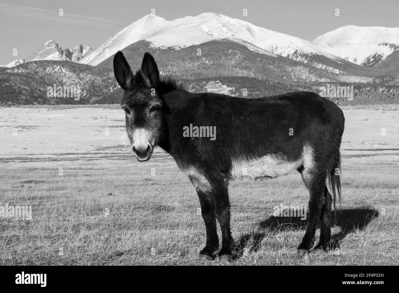 Colorado, Westcliffe, Music Meadows Ranch. Netter alter Ranch Esel mit Rocky Mountains in der Ferne. Eigenschaft freigegeben. Stockfoto