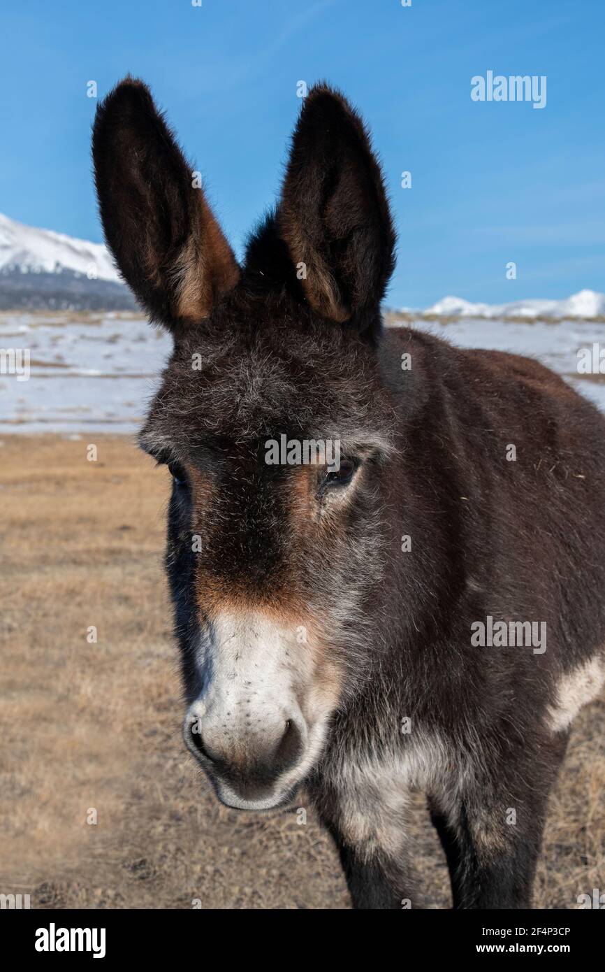 Colorado, Westcliffe, Music Meadows Ranch. Netter alter Ranch Esel mit Rocky Mountains in der Ferne. Eigenschaft freigegeben. Stockfoto