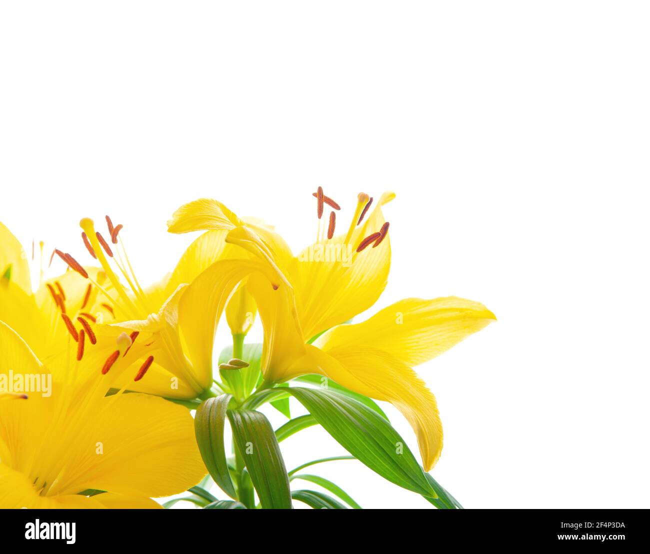 Eine gelbe Lilie Blume Dekoration auf weißem Hintergrund Stockfoto