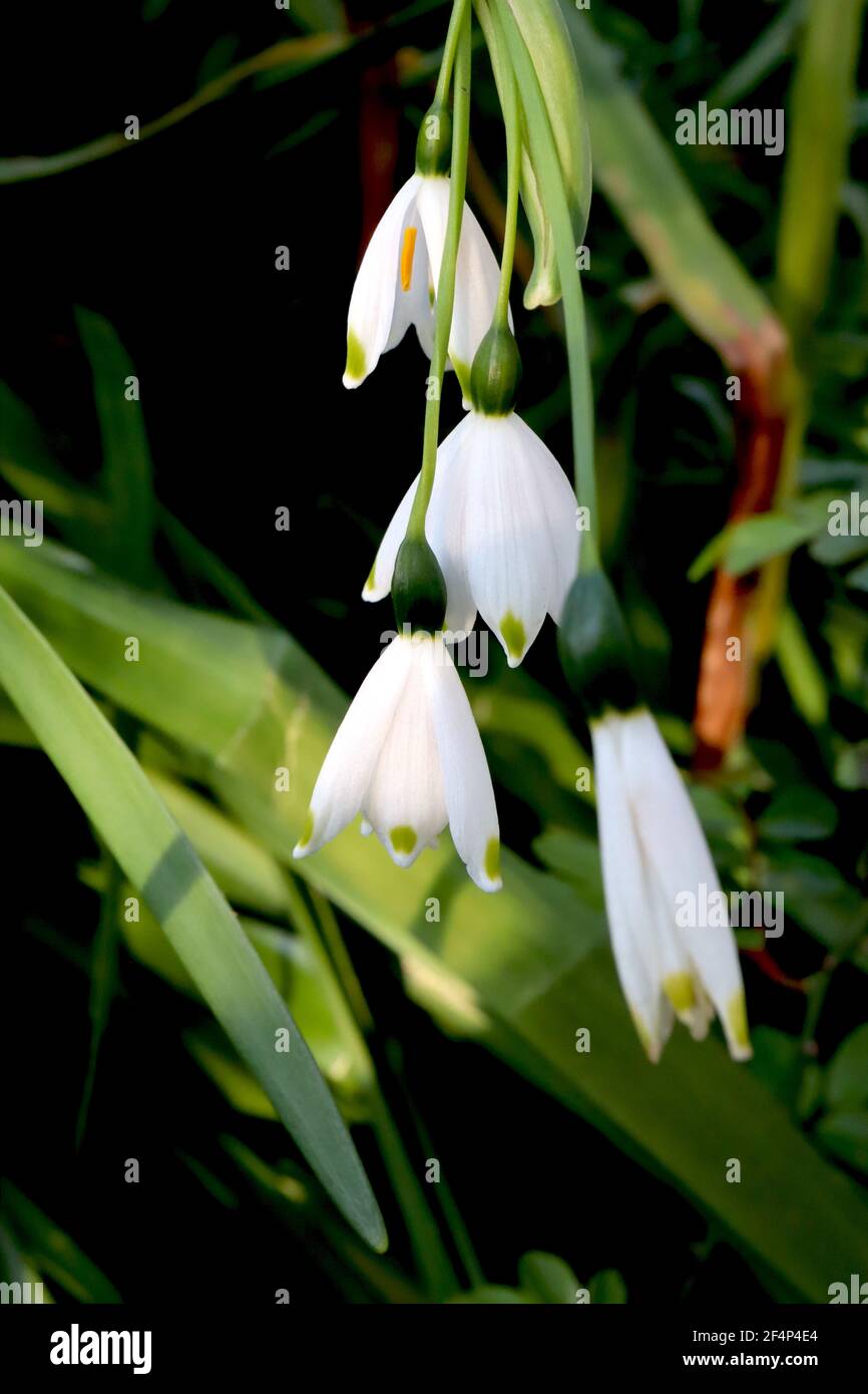 Leucojum aestivum Sommerschneeflocke – weiße glockenförmige Blume mit grüner Markierung an Blütenblattspitzen, März, England, Großbritannien Stockfoto