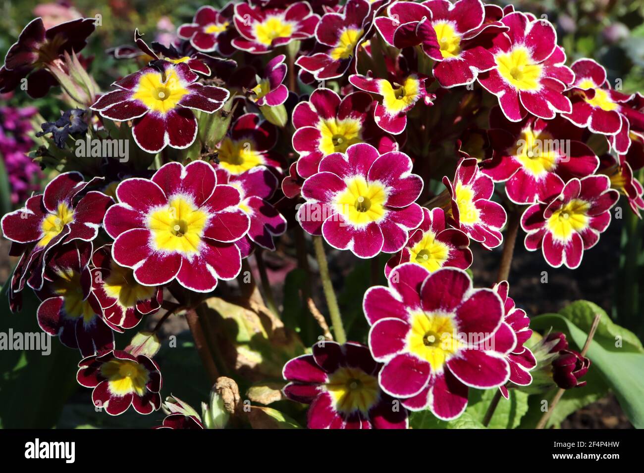 Primula polyanthus ‘Silver Lace Purple’ Primrose Victoriana Silver Lace Purple, März, England, UK Stockfoto